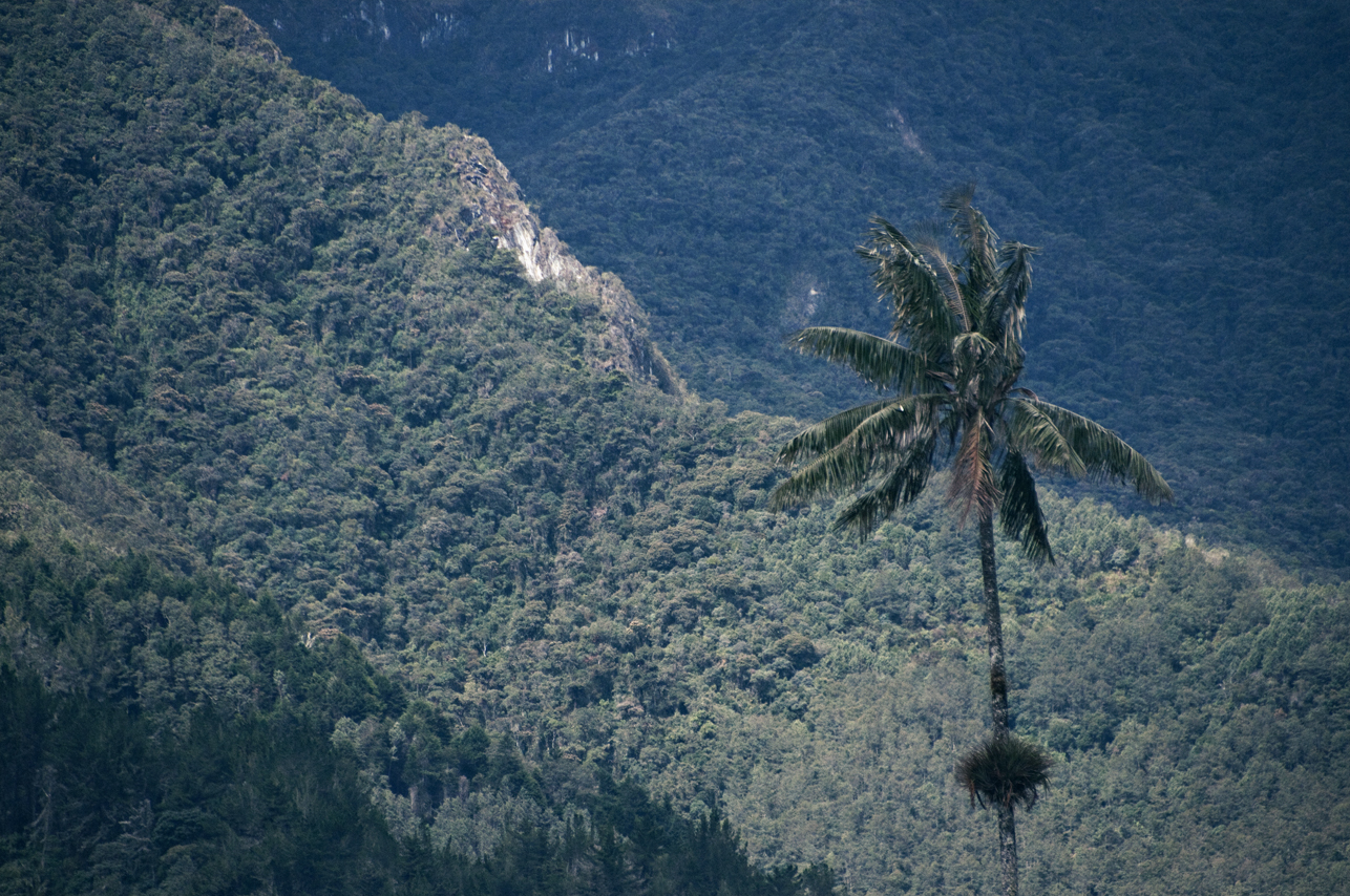 Cocora Valley, Colombia | Jessica Janoski Photography